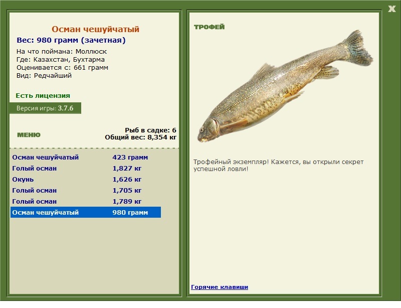 Осман чешуйчатый 