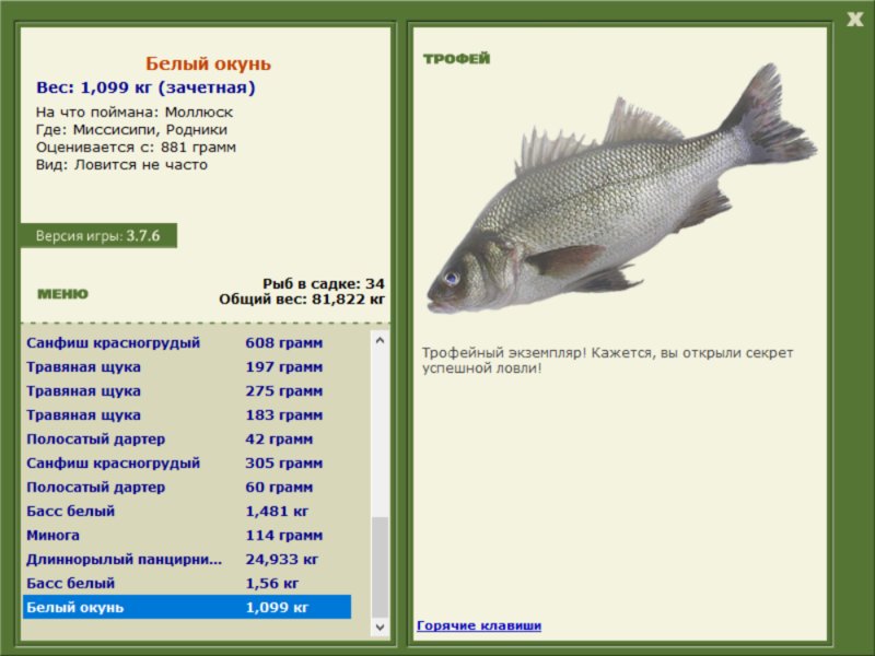 Белый окунь 