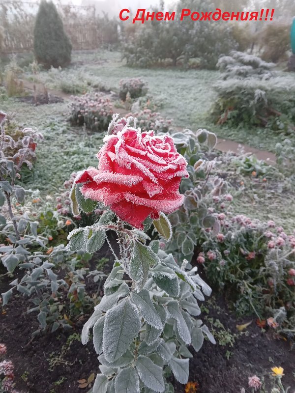 С днём рождения, Северянка!