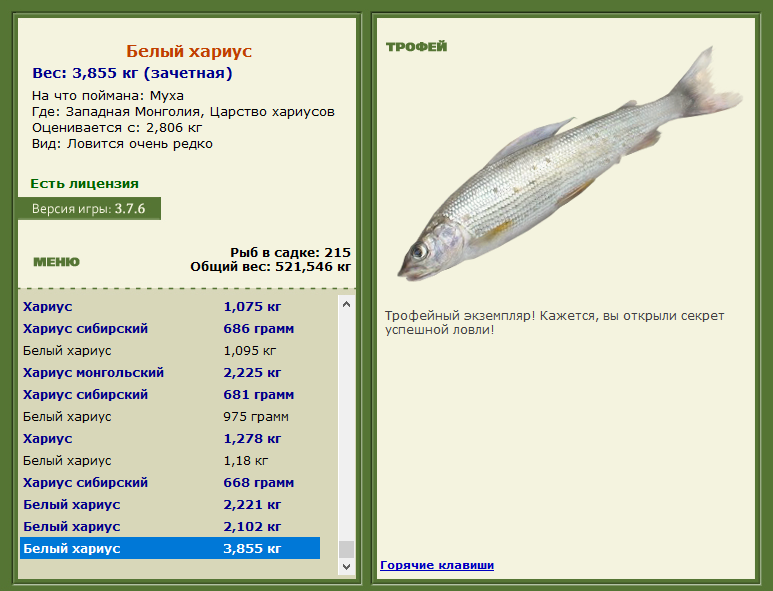 Белый хариус 