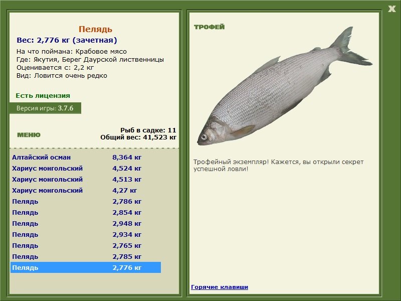 Пелядь 