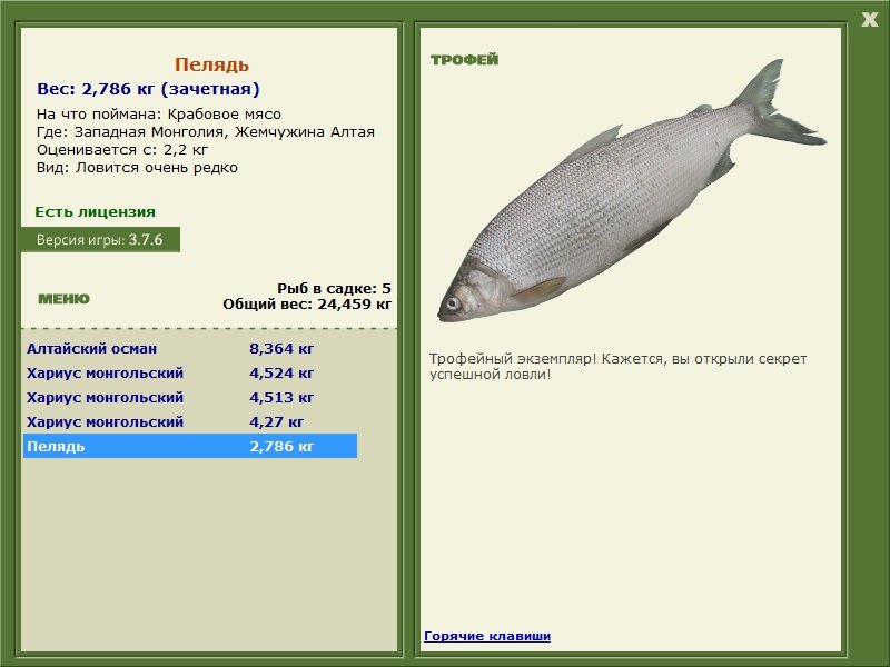 Пелядь 