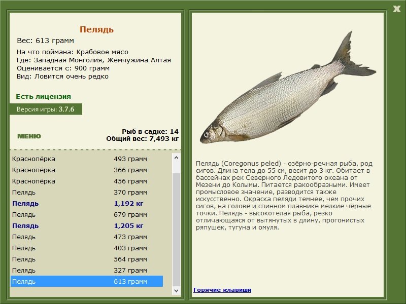 турниры • РУССКАЯ РЫБАЛКА