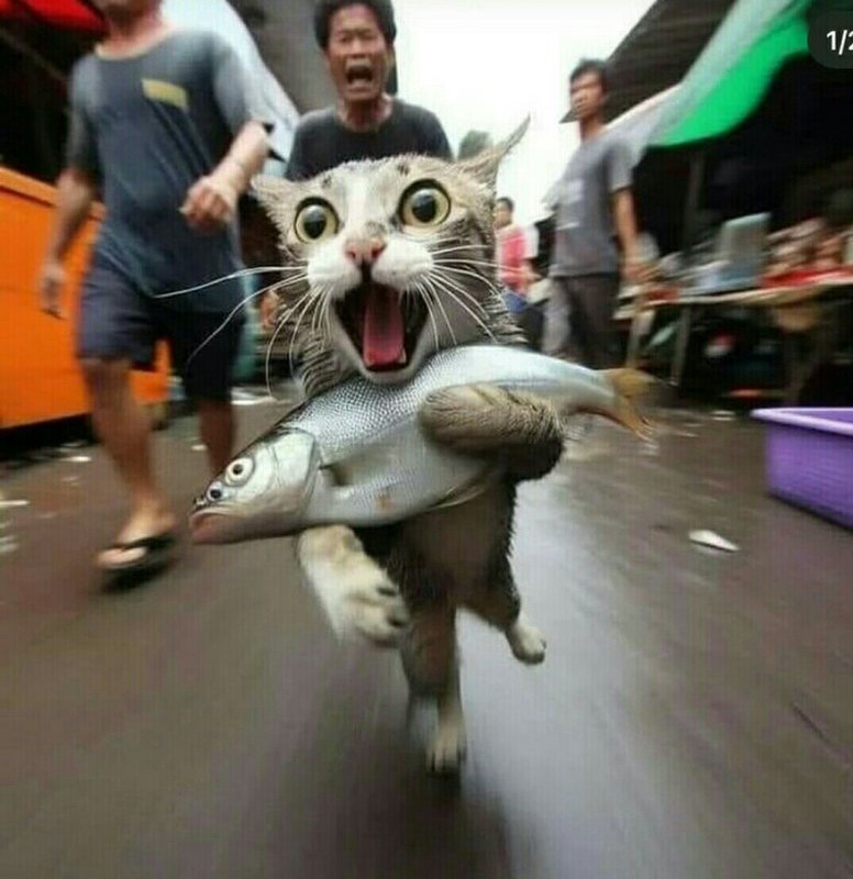  Саня котовод и К