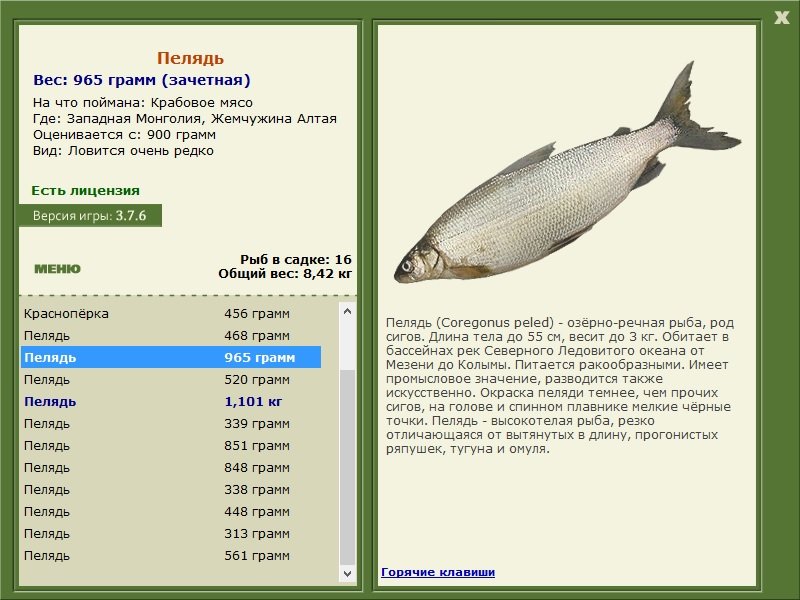 турниры • РУССКАЯ РЫБАЛКА
