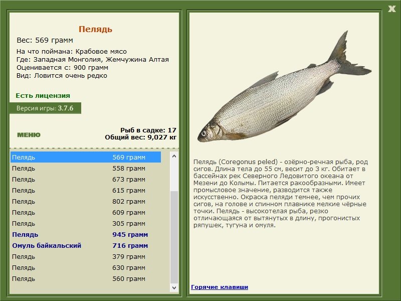 турниры • РУССКАЯ РЫБАЛКА