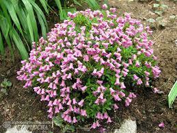 Декоративные саженцы из европейских питомников от Подворья