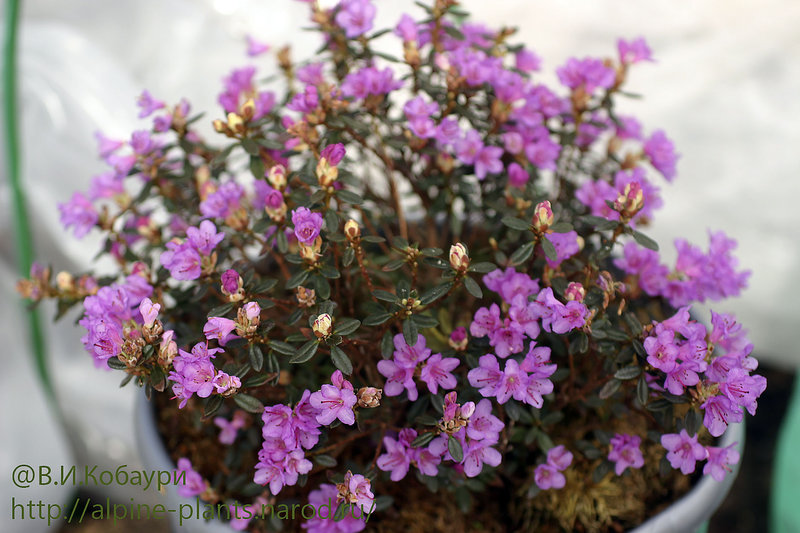 Декоративные саженцы из европейских питомников от Подворья