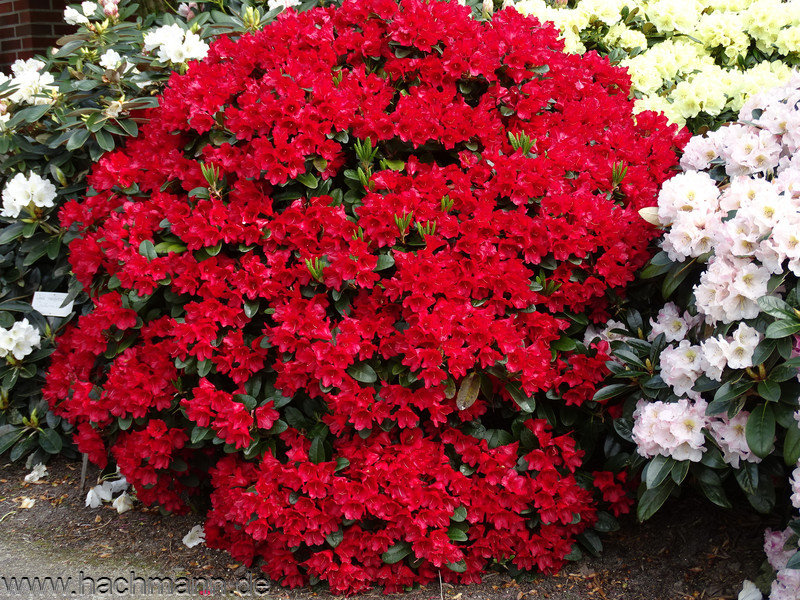 Декоративные саженцы из европейских питомников от Подворья