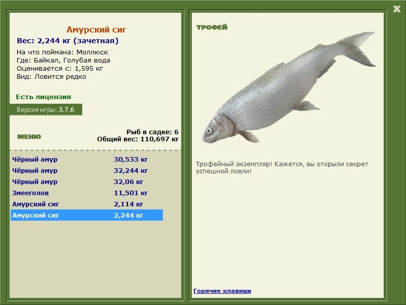 Амурский сиг 
