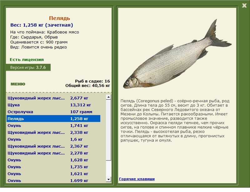 Сырдарья 