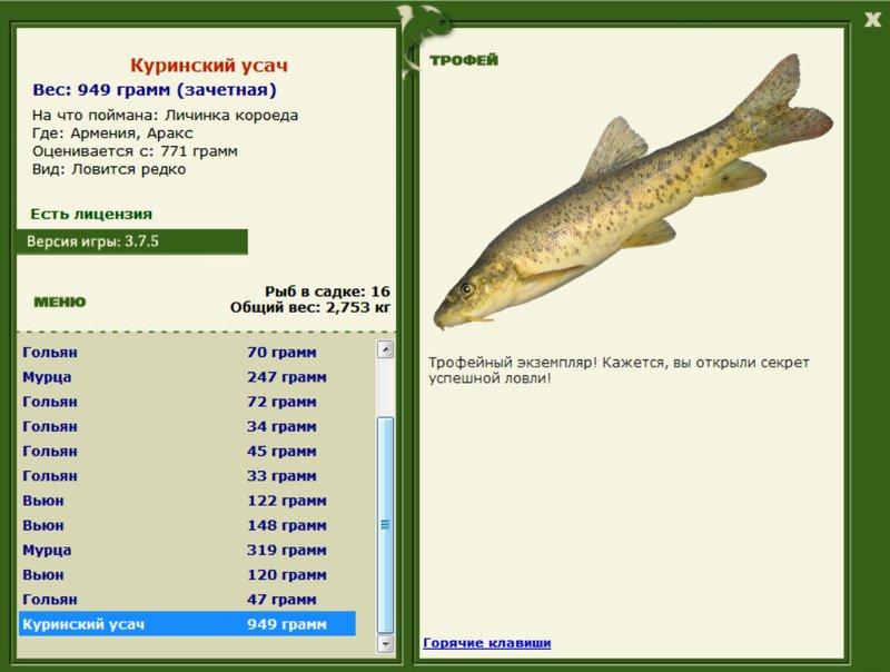 Куринский усач 