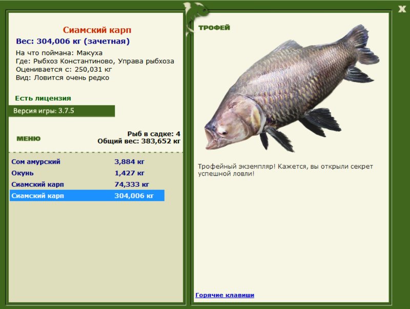 Сиамский карп 