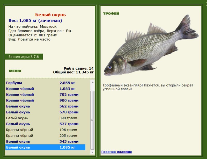 Белый окунь 