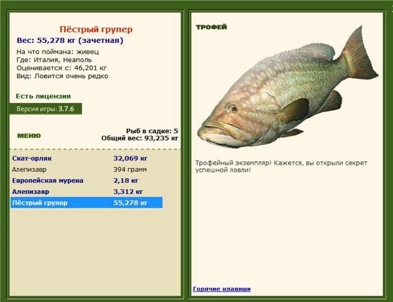 Пёстрый групер 