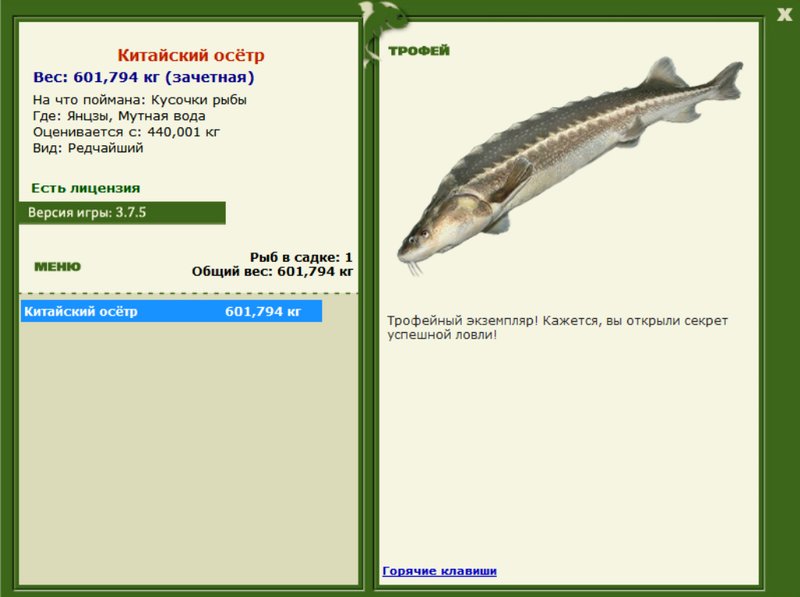 Китайский осётр 