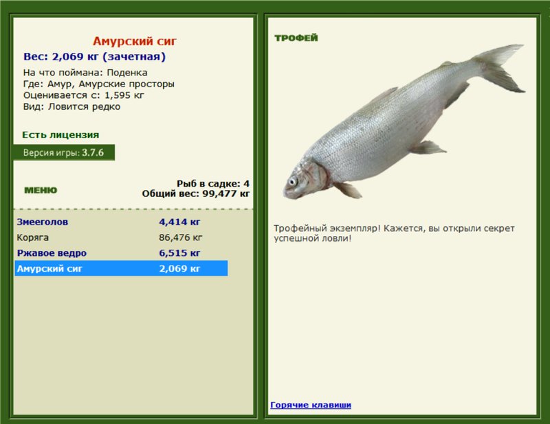 Амурский сиг 