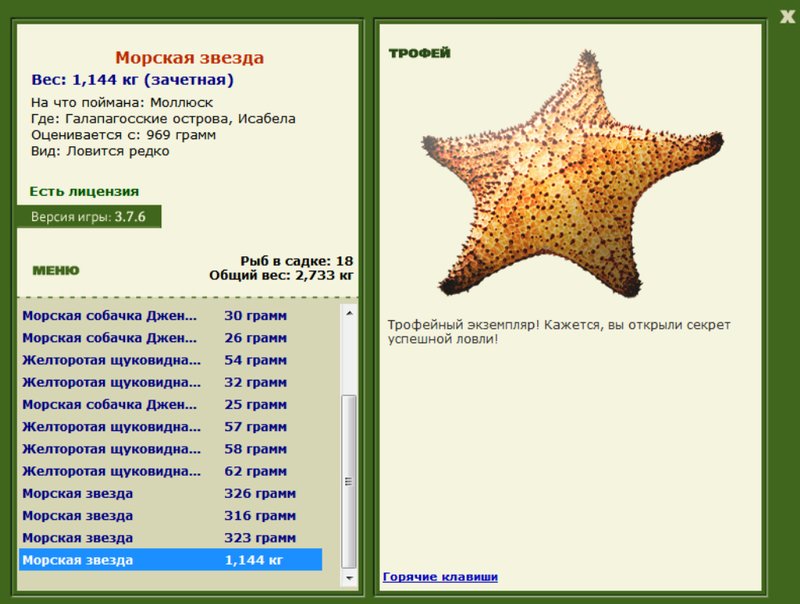 Морская звезда 