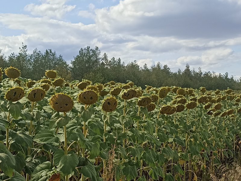  Страница 39 - Форум 