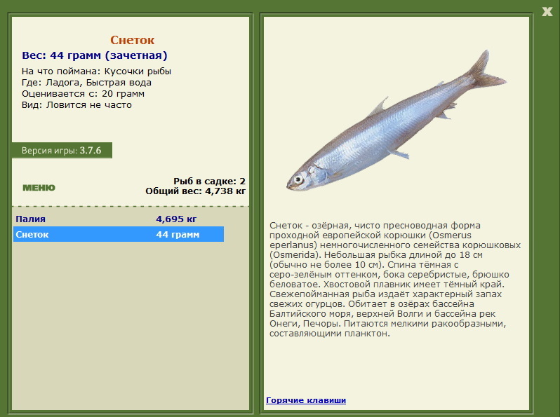 Снеток 