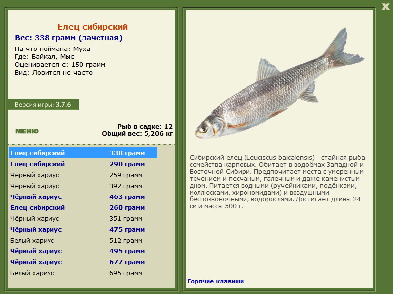 Елец Сибирский 