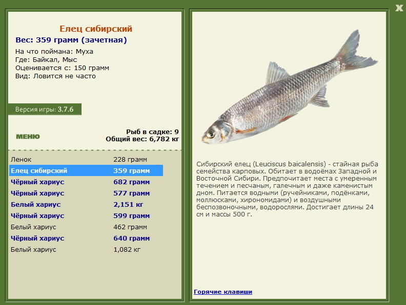 Елец Сибирский 