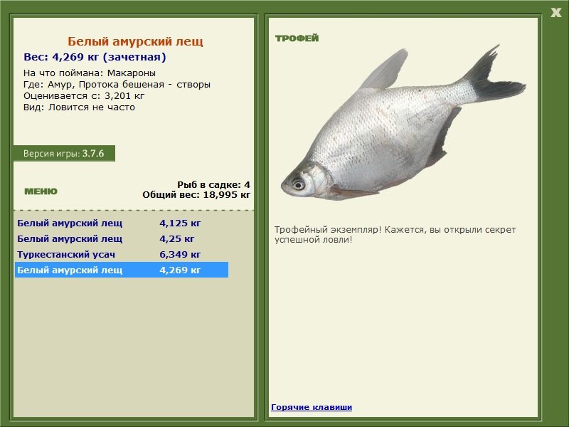 Белый амурский лещ 