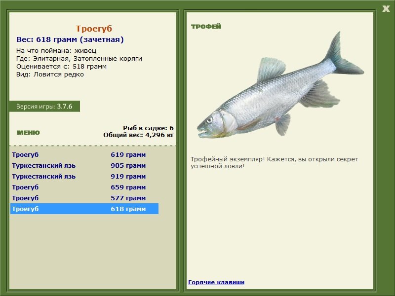 Затопленные коряги 