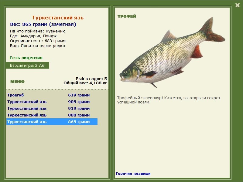 Туркестанский язь 