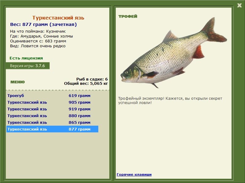 Туркестанский язь 