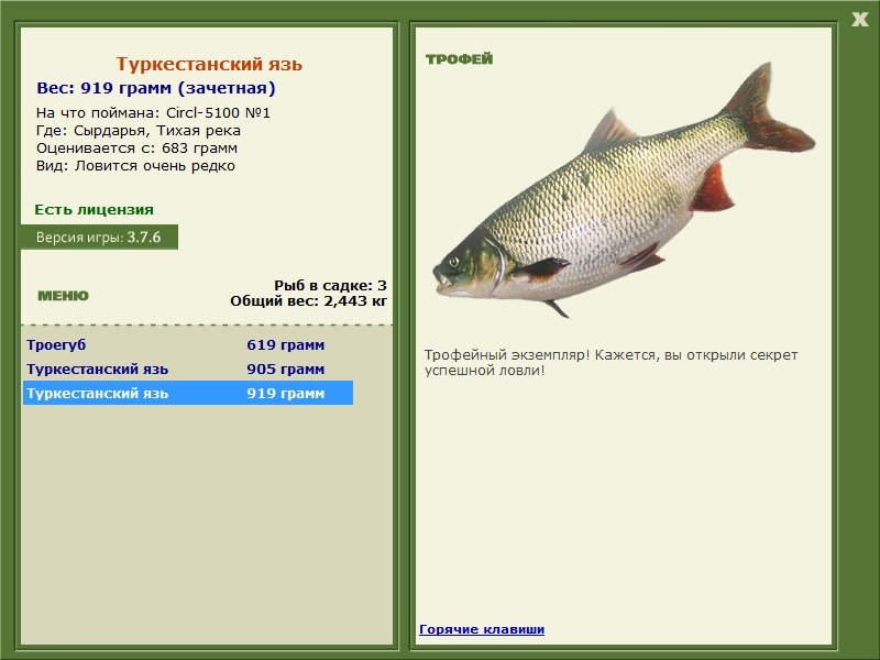 Туркестанский язь 