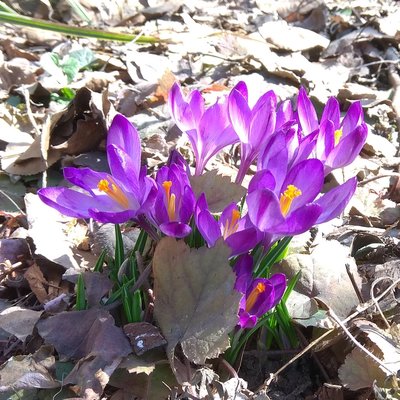  Назарова Елена и колли Калуги