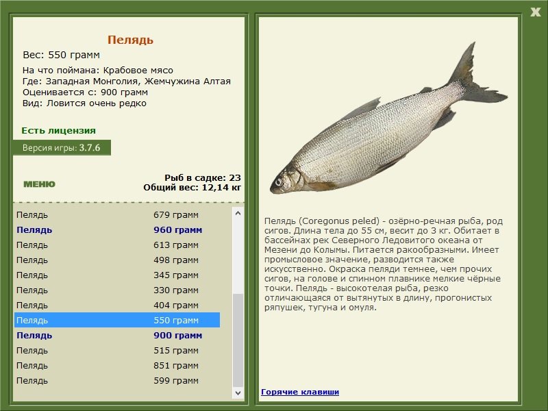 турниры • РУССКАЯ РЫБАЛКА