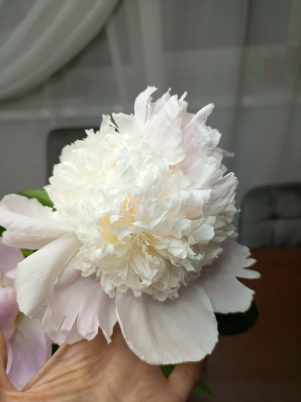 Помогите определить сорт пиона