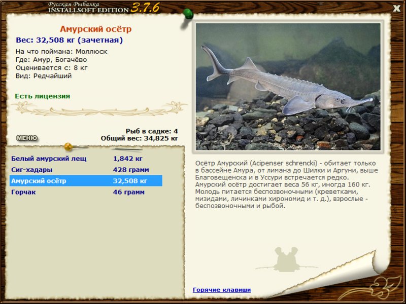 Амур 