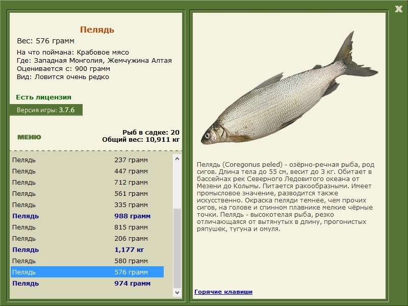 турниры • РУССКАЯ РЫБАЛКА