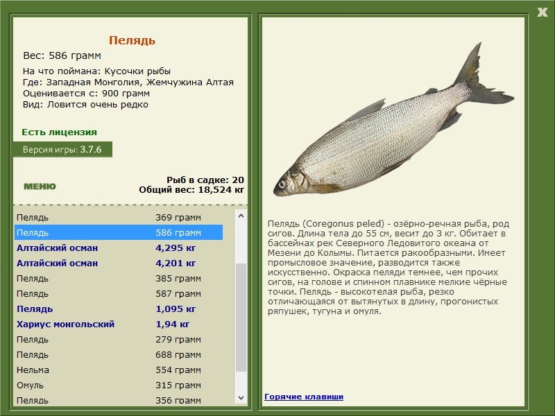 турниры • РУССКАЯ РЫБАЛКА