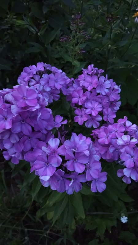 Флокс Метельчатый