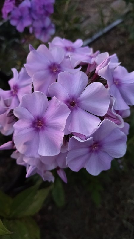 Флокс Метельчатый