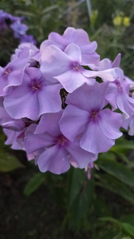 Флокс Метельчатый