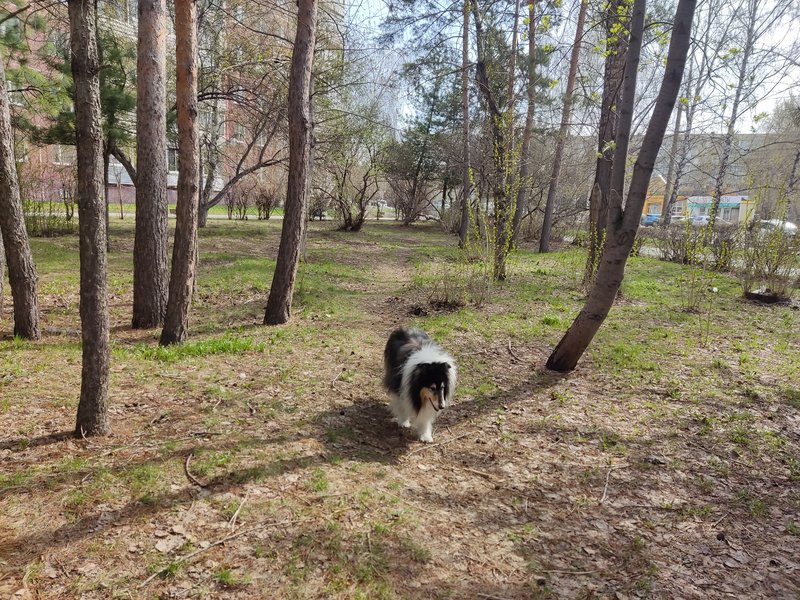 ФОРУМ ЛЮБИТЕЛЕЙ КОЛЛИ И ШЕЛТИ 