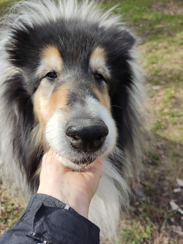 ФОРУМ ЛЮБИТЕЛЕЙ КОЛЛИ И ШЕЛТИ 