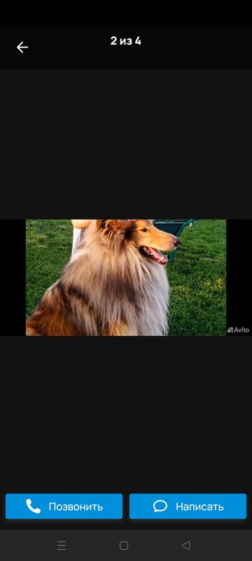 ФОРУМ ЛЮБИТЕЛЕЙ КОЛЛИ И ШЕЛТИ 