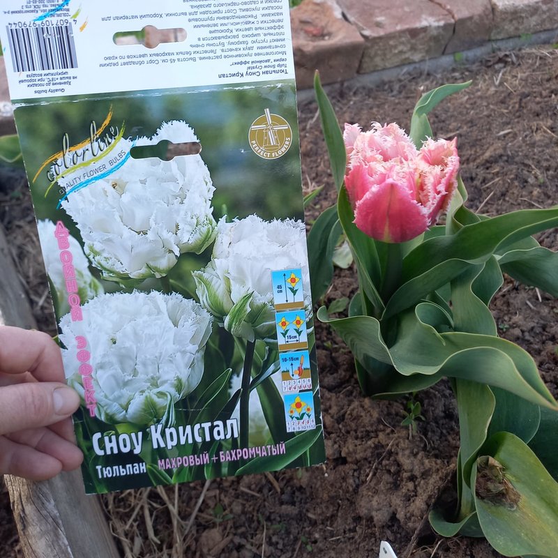 Луковичные и многолетники на осень 25 от ColorLine