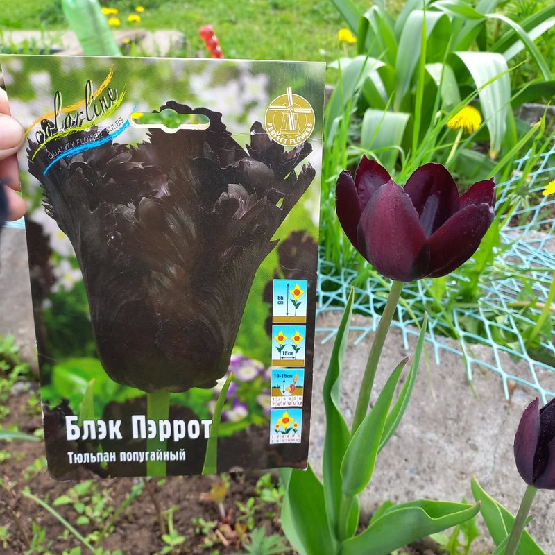 Луковичные и многолетники на осень 25 от ColorLine