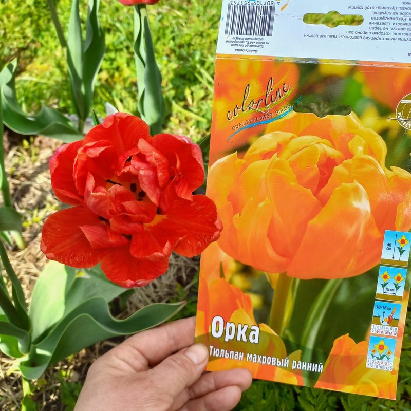 Луковичные и многолетники на осень 25 от ColorLine