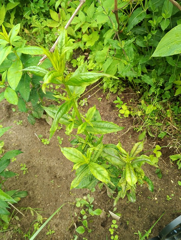 Болезни и вредители метельчатых флоксов