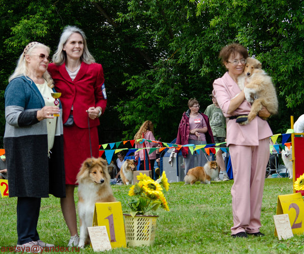  Национальная выставка колли, Шуя 22.06.2025