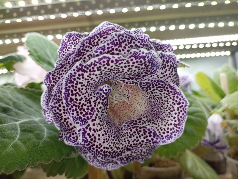 Мои зеленые друзья