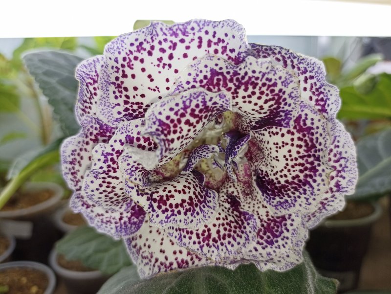 Мои зеленые друзья